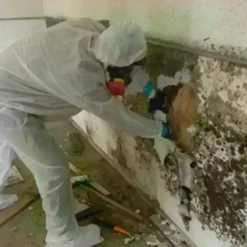 Mold Remediation and Removal in Calico Rock, AR